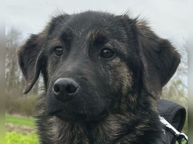 Mischling♥Monty♥ dein Freund fürs Leben