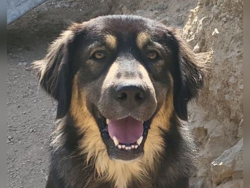 Aramis ❤️ liebevoll aufgeweckter Jungrüde