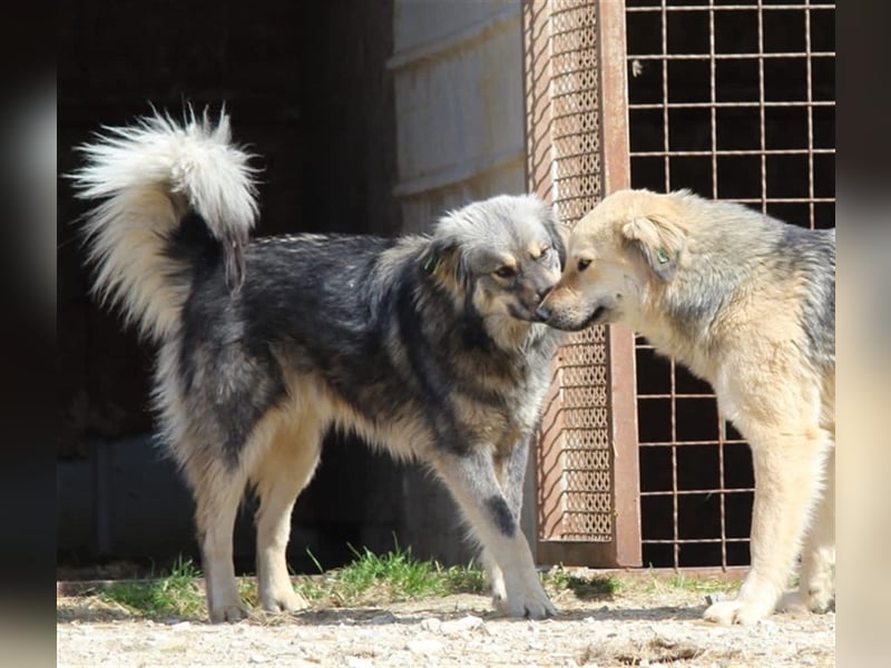 Pippin - DEIN treuer Begleiter?