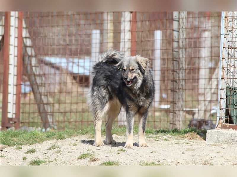 Pippin - DEIN treuer Begleiter?