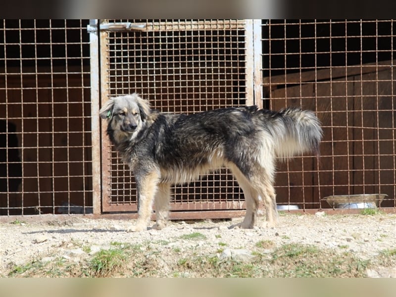 Pippin - DEIN treuer Begleiter?