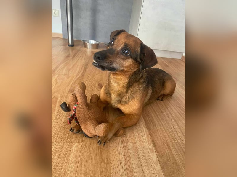 Isti sucht ein neues Zuhause!