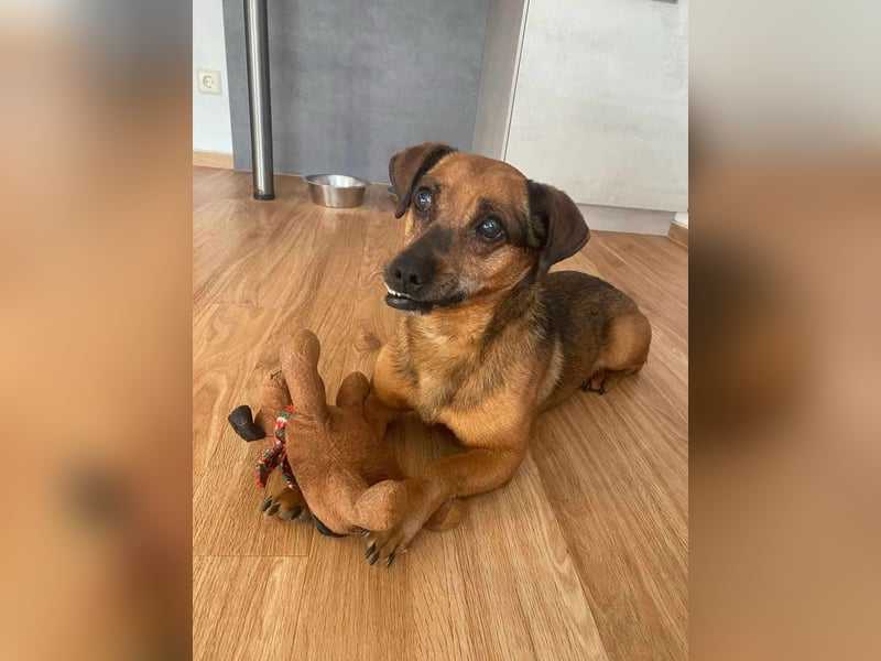 Isti sucht ein neues Zuhause!
