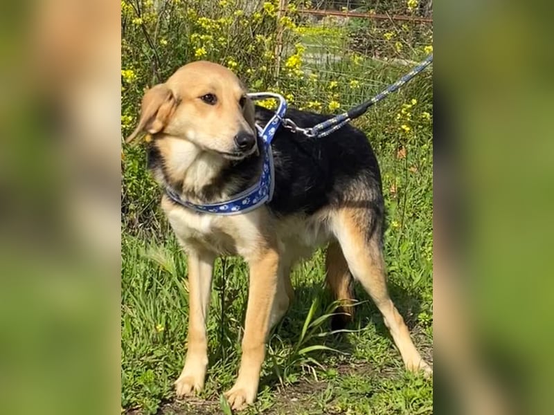  Brody – Kleiner Sonnenschein sucht große Liebe 