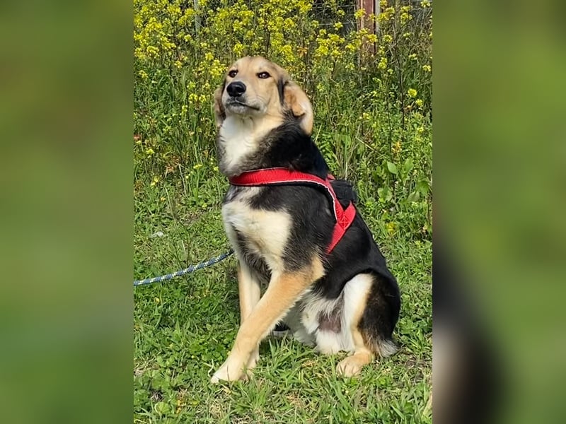  Brody – Kleiner Sonnenschein sucht große Liebe 