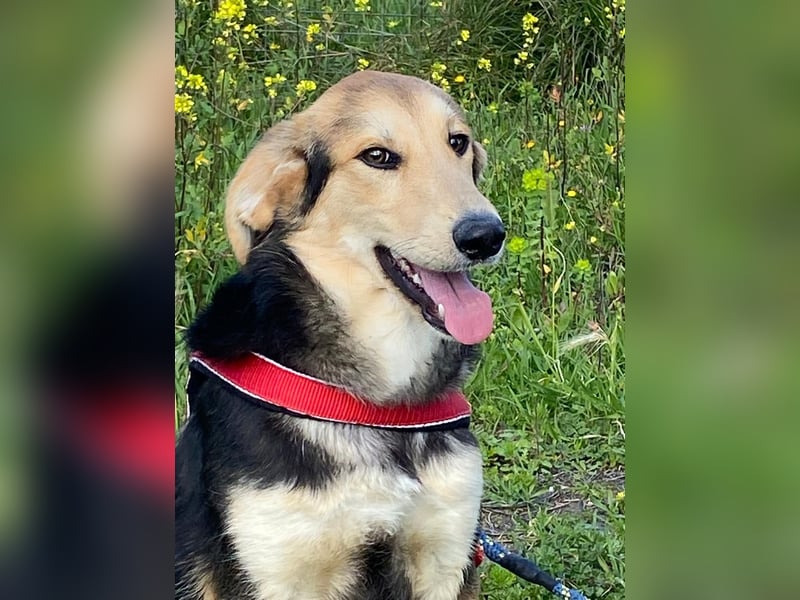  Brody – Kleiner Sonnenschein sucht große Liebe 