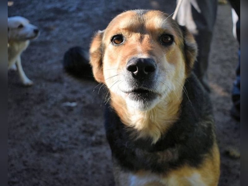 Rigby - Der geduldige Herzenshund wartet immer noch