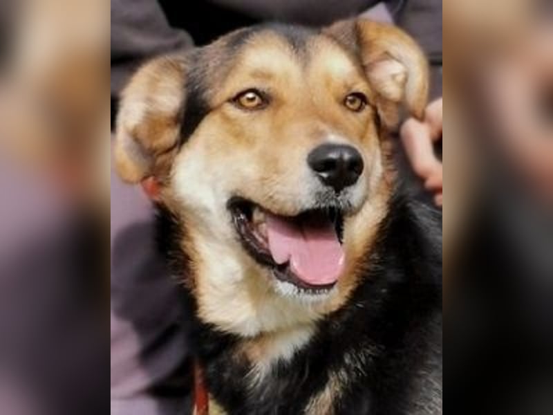 Rigby - Der geduldige Herzenshund wartet immer noch