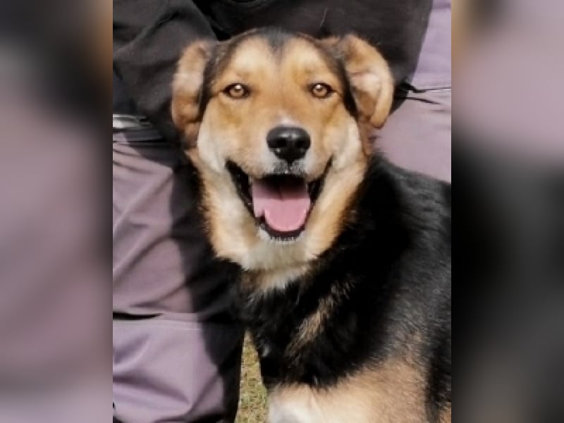 Rigby - Der geduldige Herzenshund wartet immer noch