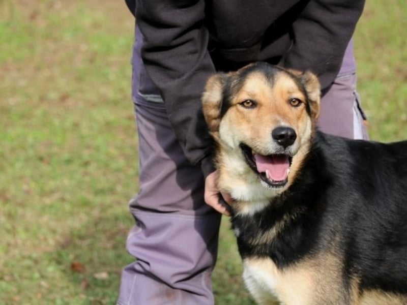 Rigby - Der geduldige Herzenshund wartet immer noch