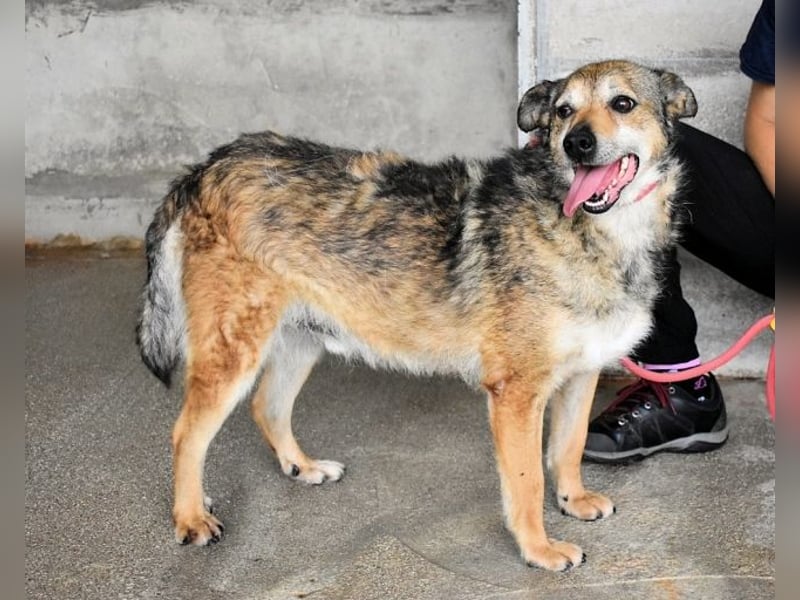 Maikin - Schnuffel schnuffel Körbchensuche