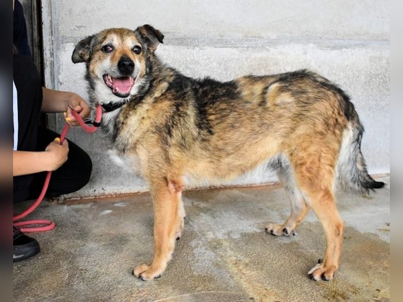 Maikin - Schnuffel schnuffel Körbchensuche