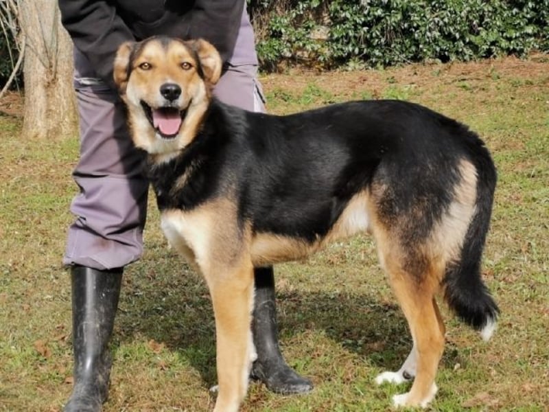 Rigby - Der geduldige Herzenshund wartet immer noch