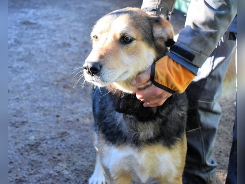 Rigby - Der geduldige Herzenshund wartet immer noch