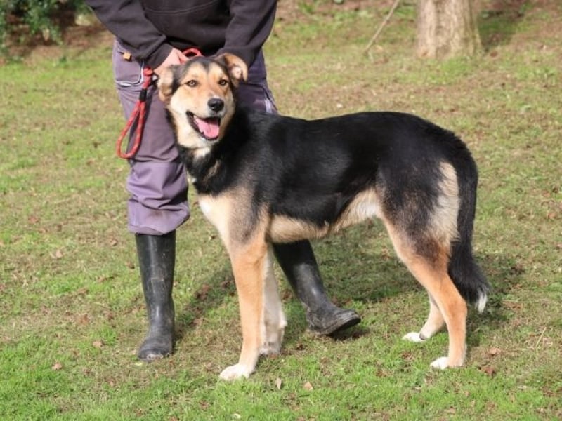 Rigby - Der geduldige Herzenshund wartet immer noch