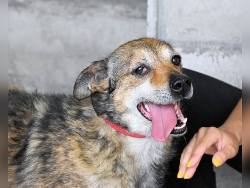 Maikin - Schnuffel schnuffel Körbchensuche