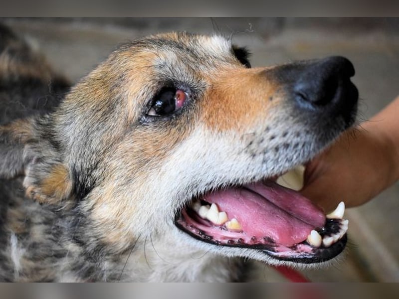 Maikin - Schnuffel schnuffel Körbchensuche