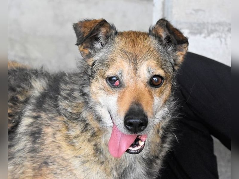 Maikin - Schnuffel schnuffel Körbchensuche