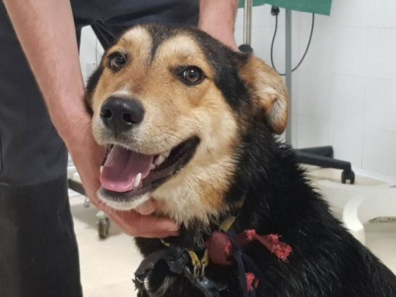 Rigby - Der geduldige Herzenshund wartet immer noch