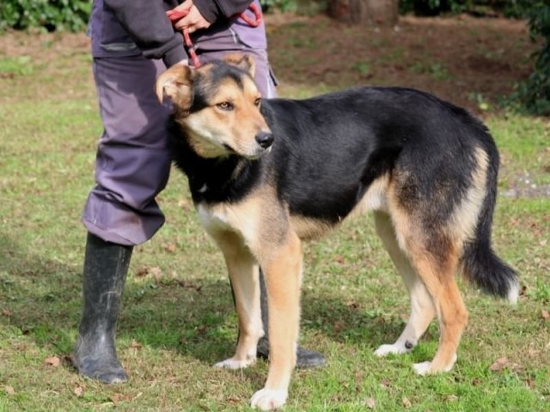 Rigby - Der geduldige Herzenshund wartet immer noch