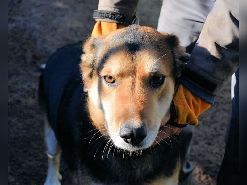 Rigby - Der geduldige Herzenshund wartet immer noch