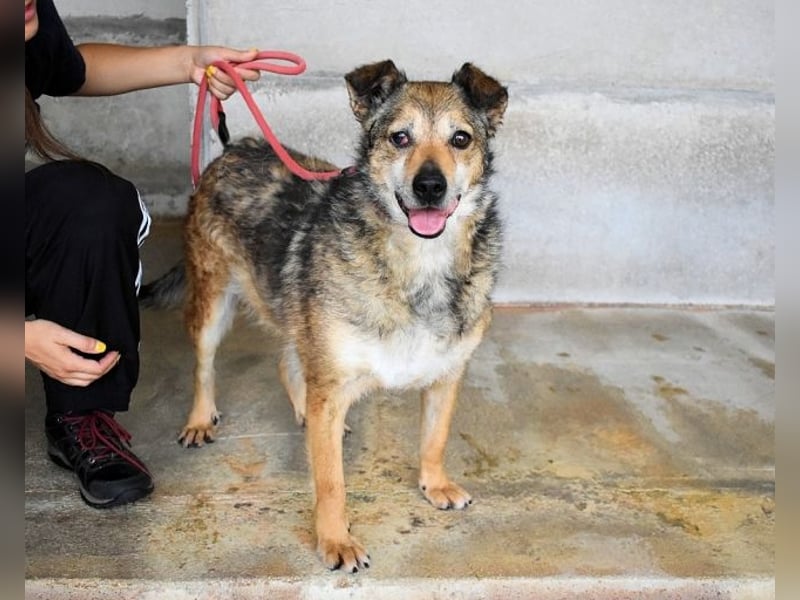 Maikin - Schnuffel schnuffel Körbchensuche