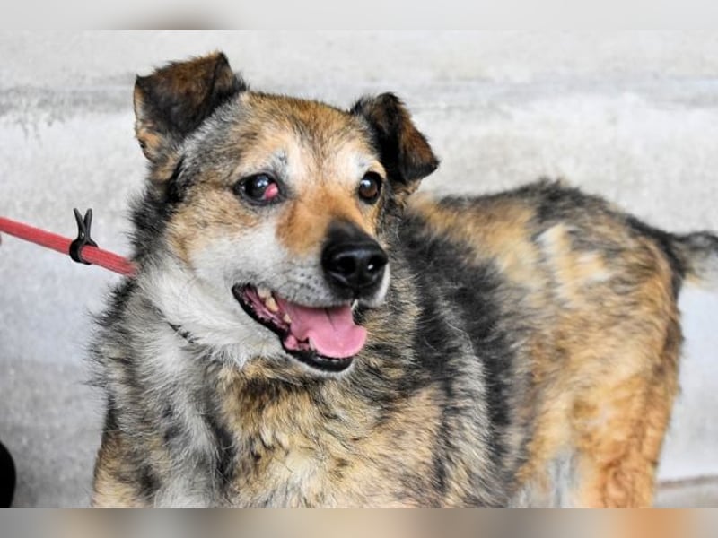Maikin - Schnuffel schnuffel Körbchensuche