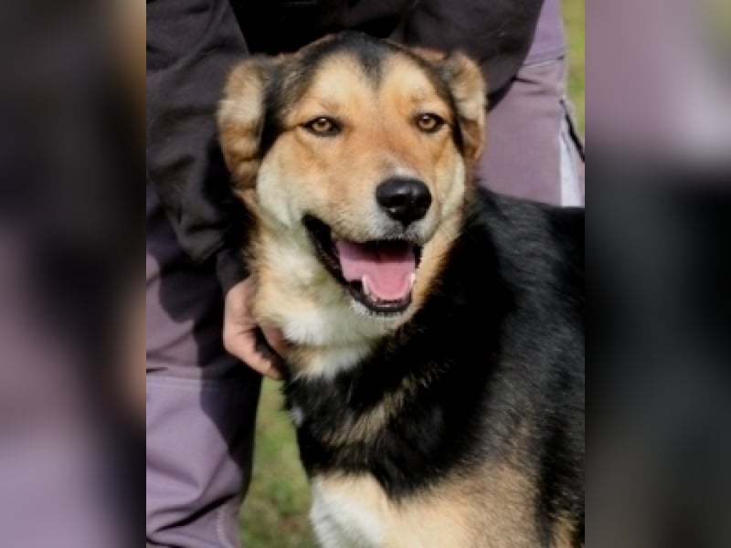 Rigby - Der geduldige Herzenshund wartet immer noch