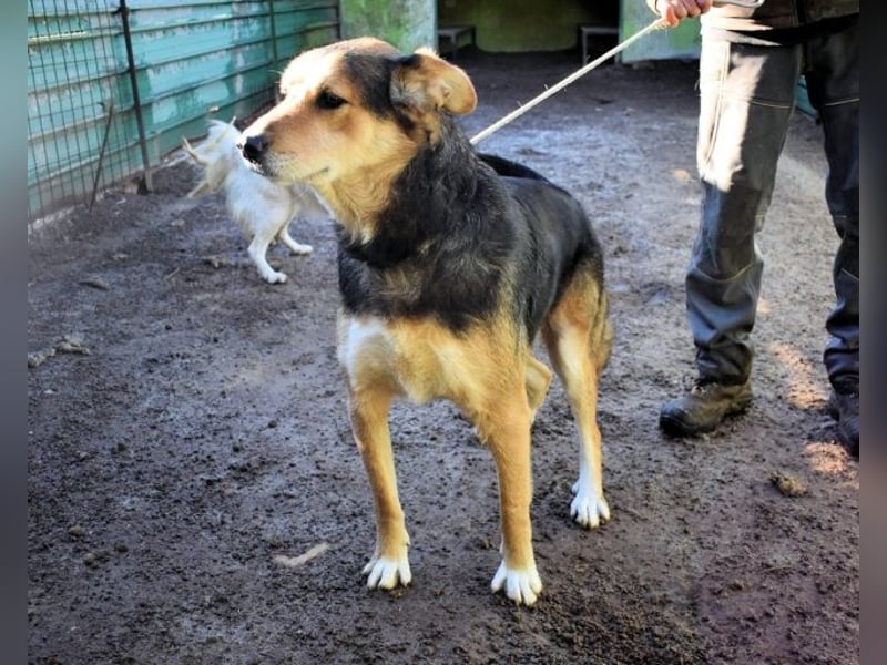 Rigby - Der geduldige Herzenshund wartet immer noch