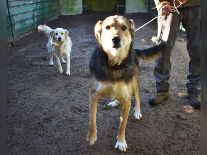 Rigby - Der geduldige Herzenshund wartet immer noch