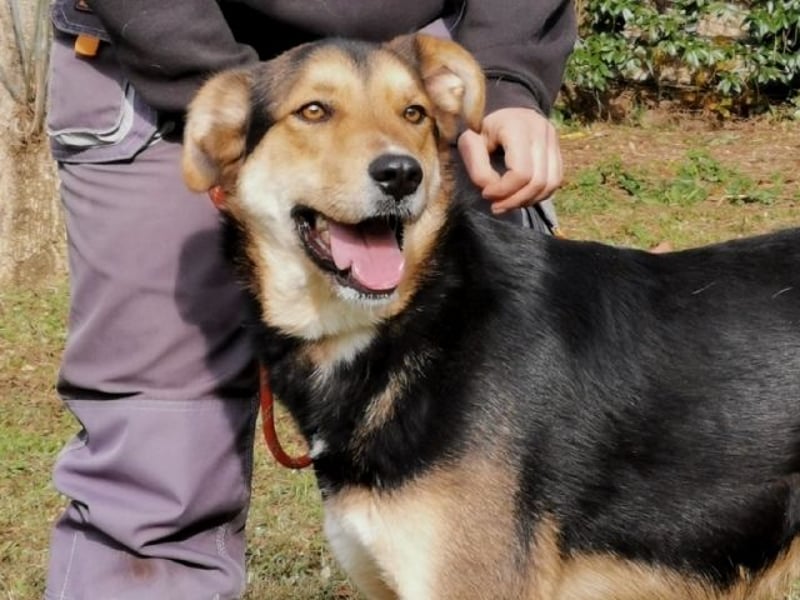 Rigby - Der geduldige Herzenshund wartet immer noch