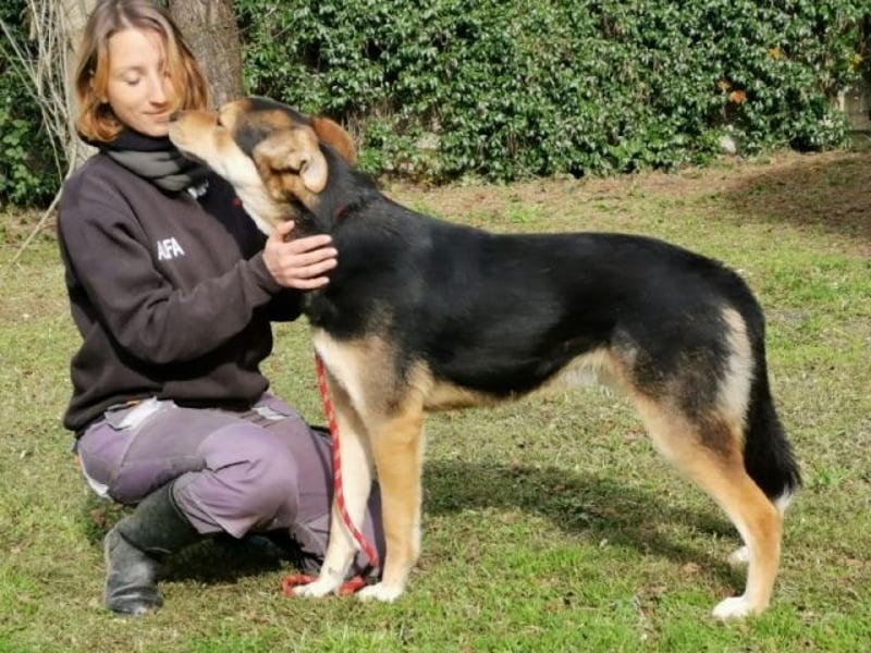 Rigby - Der geduldige Herzenshund wartet immer noch