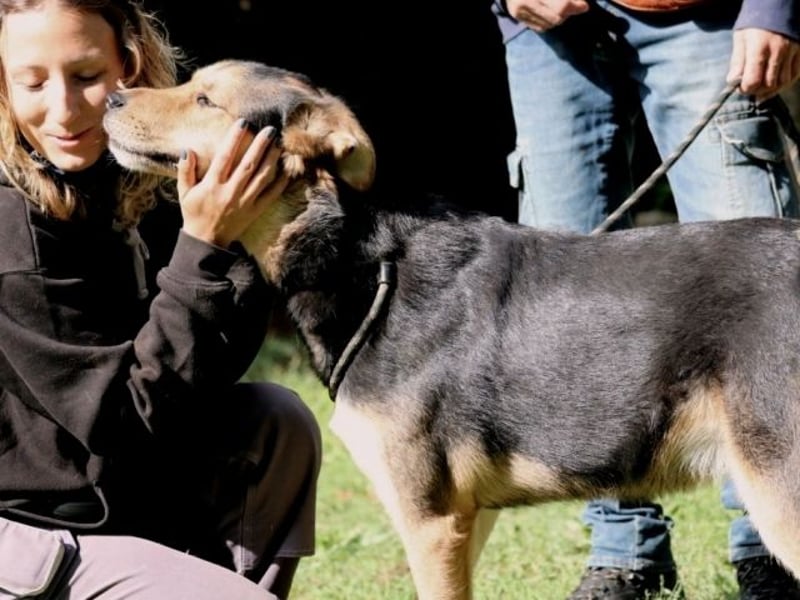 Rigby - Der geduldige Herzenshund wartet immer noch