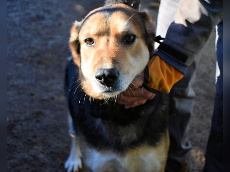 Rigby - Der geduldige Herzenshund wartet immer noch