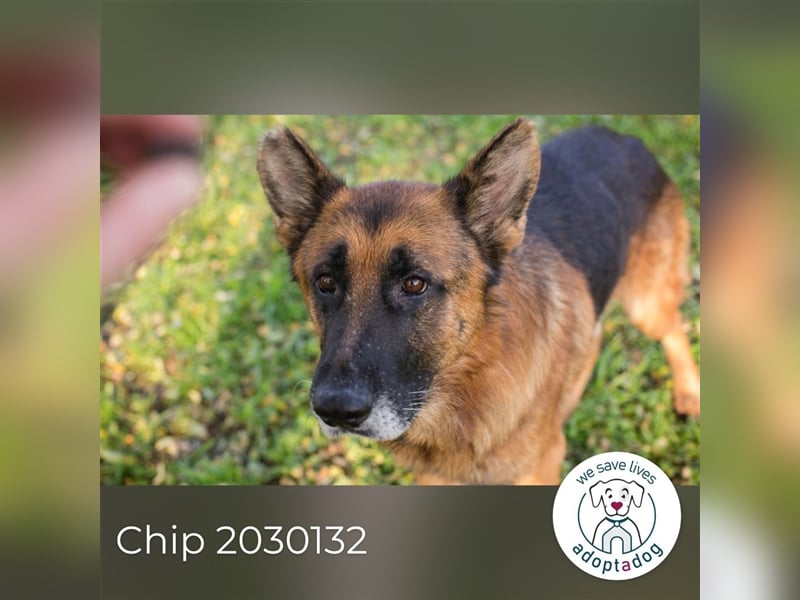 Chip 2030132: sucht ein Zuhause