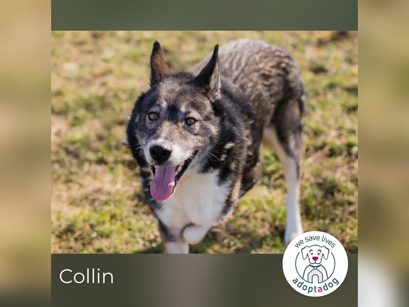 Collin: Lieber Hund mit Handicap