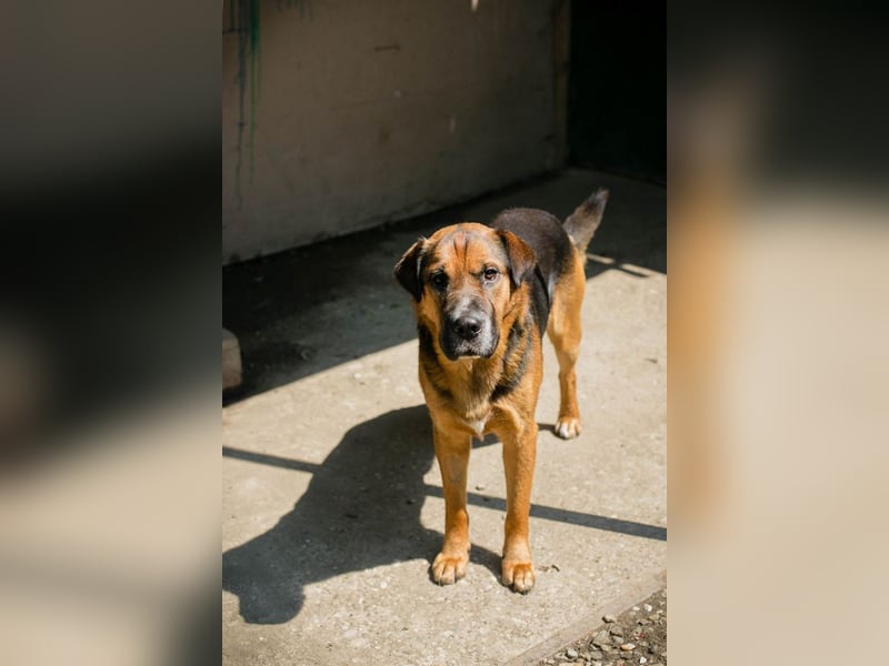 Buddy: Sucht ein Zuhause