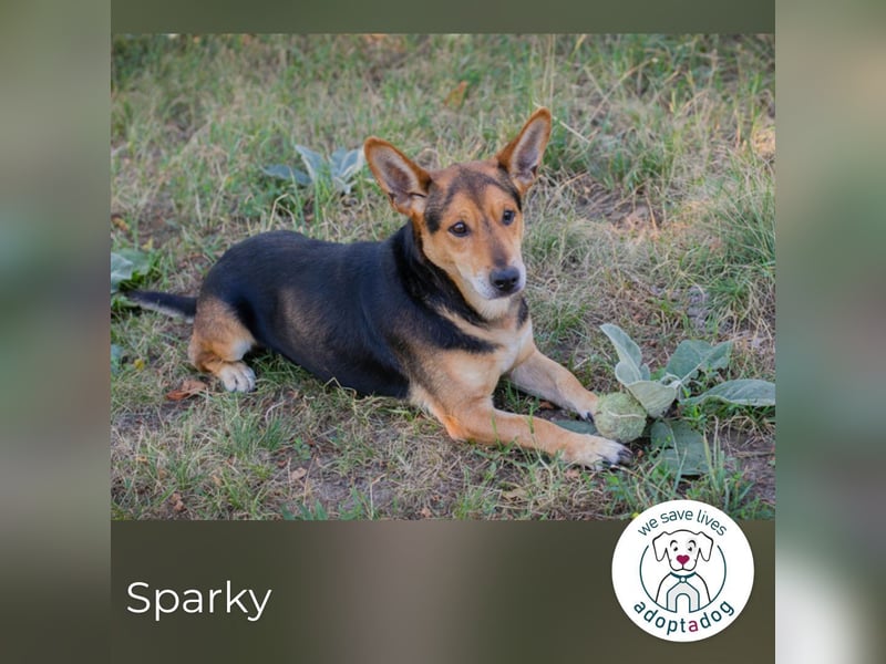 Sparky: sucht ein Zuhause