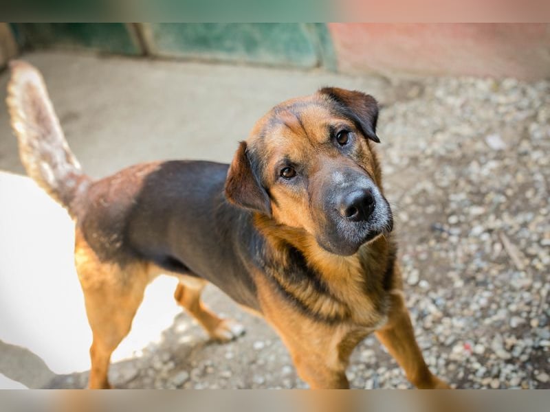 Buddy: Sucht ein Zuhause