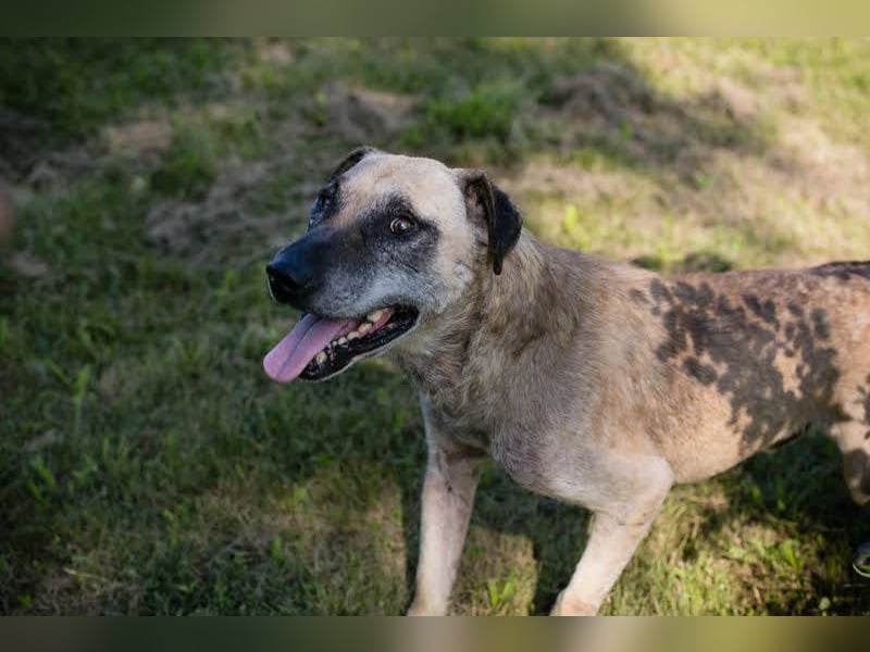 Darijo: Geschenk in Hundeform