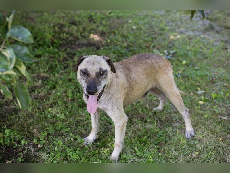 Darijo: Geschenk in Hundeform