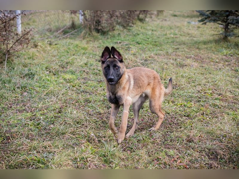 Lijan: Hundekind sucht ein Zuhause