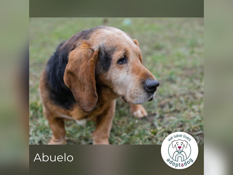 Abuelo: Senior sucht ein Zuhause
