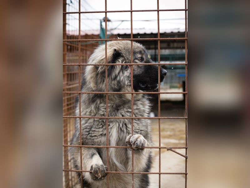 Paul: Besonderer Hund braucht ein Zuhause