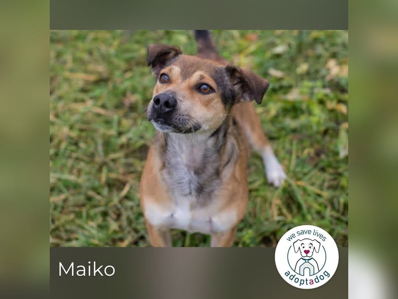 Maiko: Charmeur auf vier Pfoten