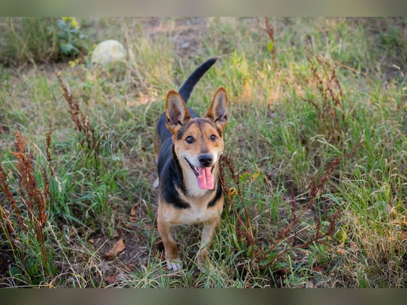 Sparky: sucht ein Zuhause
