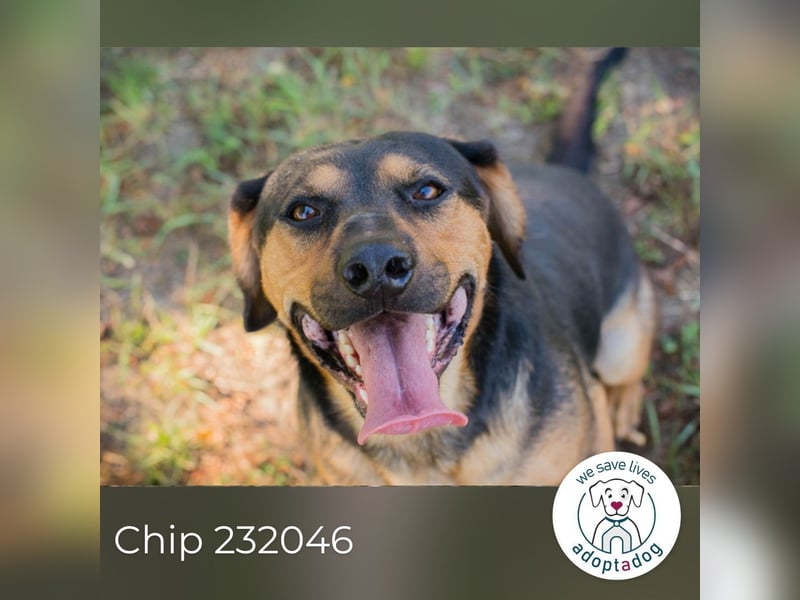 Chip 232046: Sucht ein Zuhause