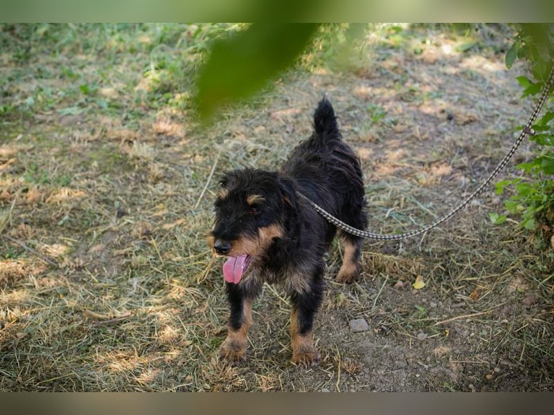 Eliot: Sucht ein Zuhause