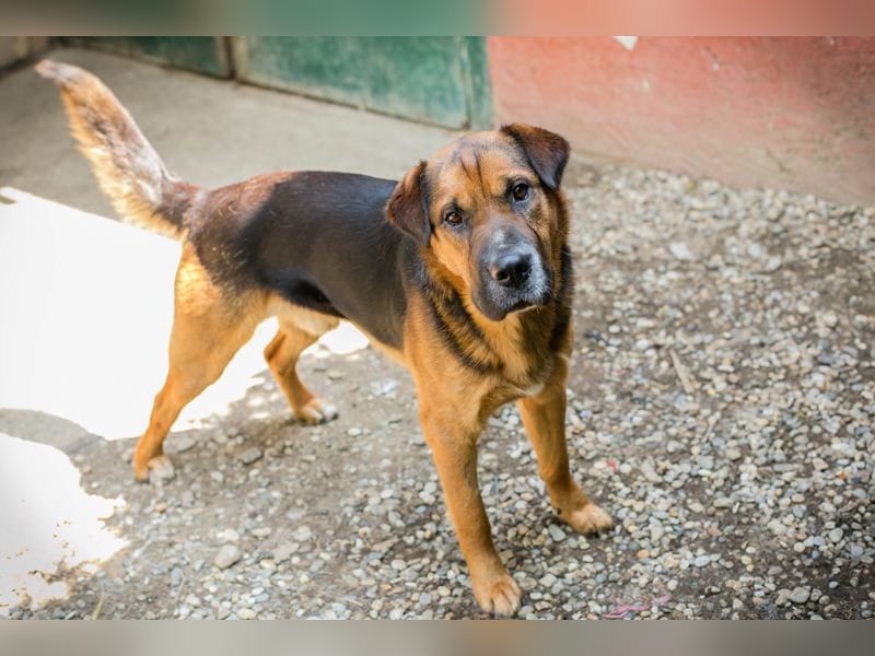 Buddy: Sucht ein Zuhause
