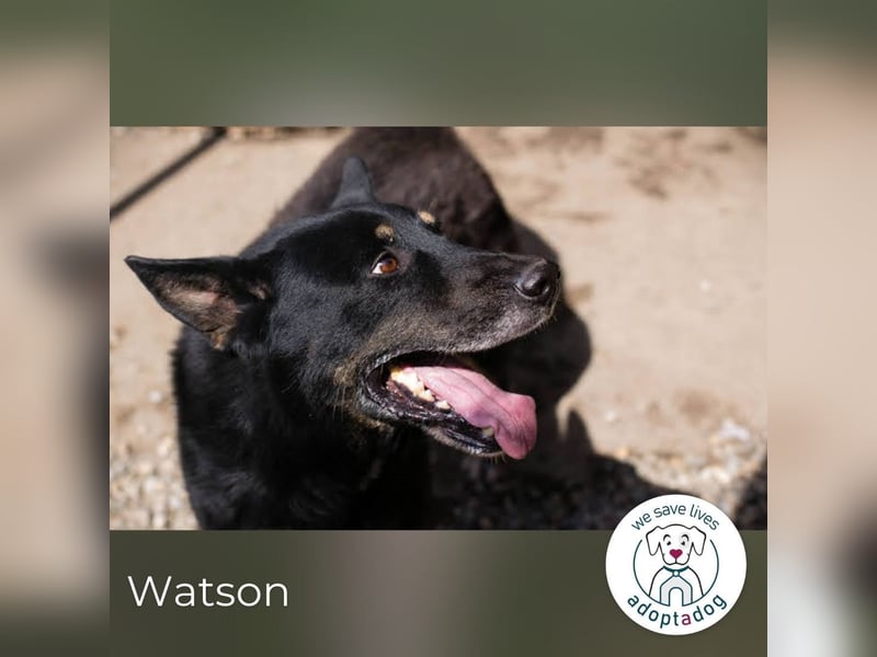 Watson: der lebensfrohe Schatz